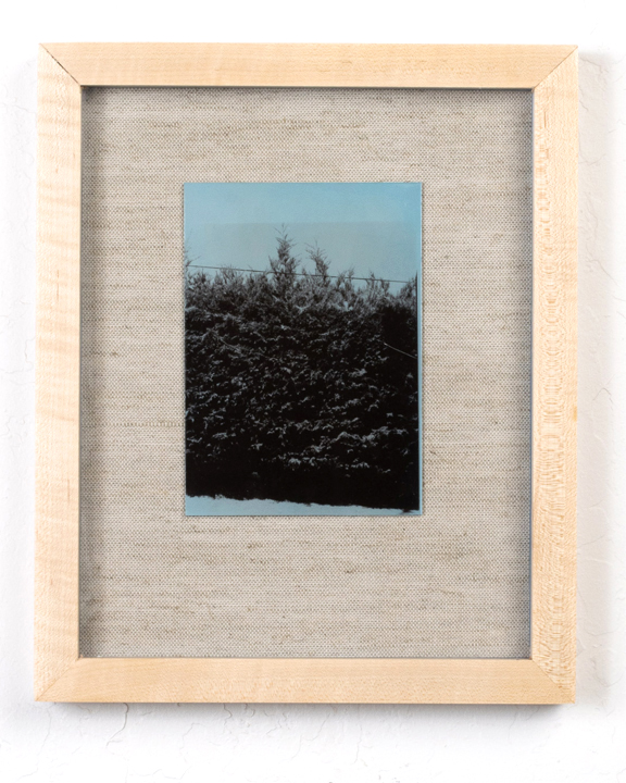 A blue dyed silver gelatin print of a hedge.